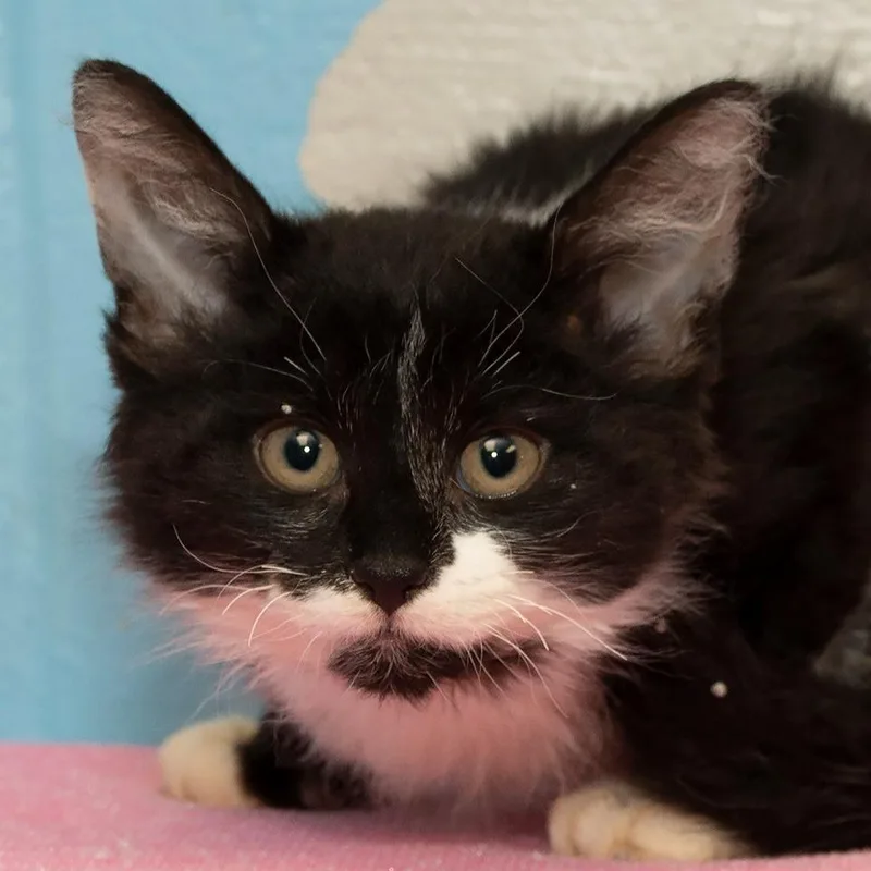 A baby medium-sized female Domestic Long Hair cat named Opal for adoption in Troy, OH