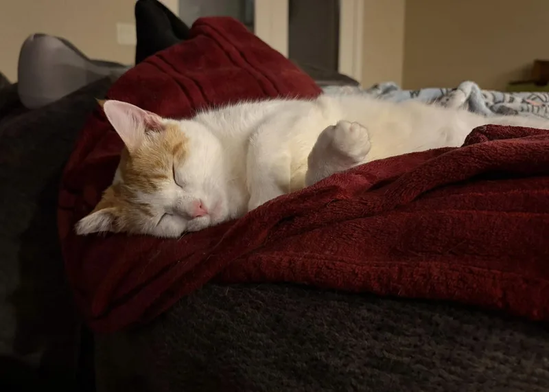 A young medium-sized female White Domestic Short Hair cat named Hash Brown for adoption in Eugene, OR