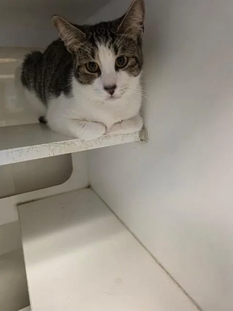 A young small-sized male Domestic Short Hair cat named Rigby for adoption in Miami, FL