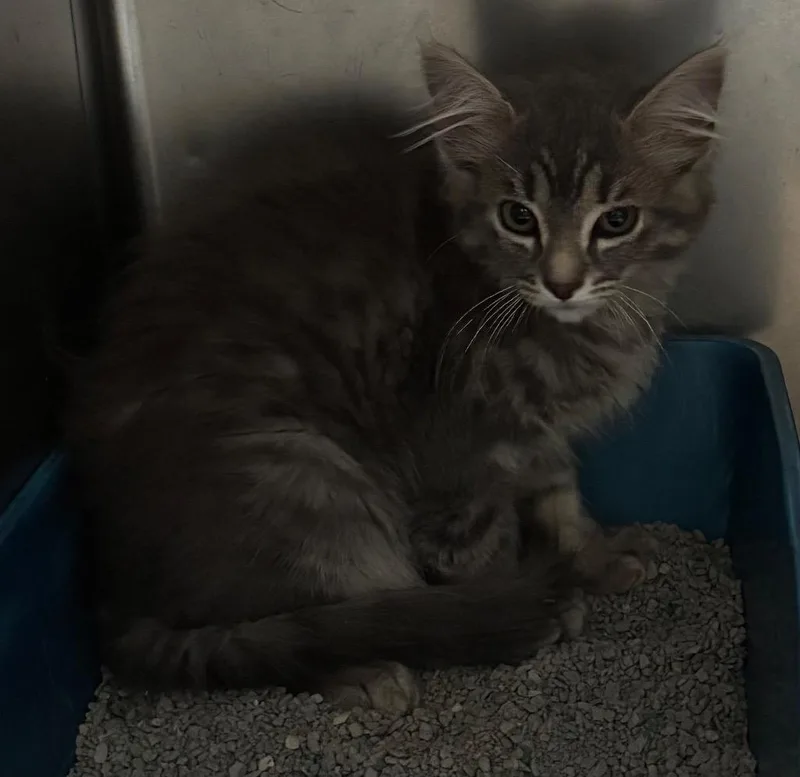 A baby large-sized male Domestic Short Hair cat named Bindy for adoption in Cartersville , GA