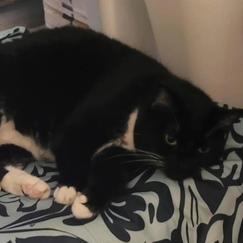 Squeaker