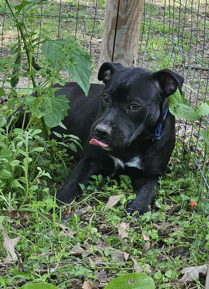 An adult medium-sized female Black Labrador Retriever dog named PrestonVT for adoption in Magnolia, TX