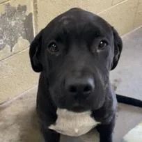 A young medium-sized male Black Labrador Retriever dog named Lloyd for adoption in Bronson, FL