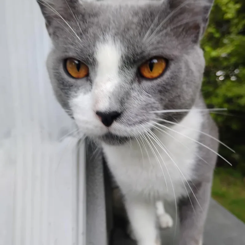 A young large-sized male Gray / Blue / Silver Domestic Short Hair cat named Big Tom for adoption in Aldie, VA