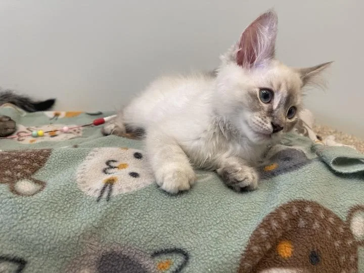 A baby medium-sized female Seal Point Domestic Medium Hair cat named Nurse Dana for adoption in Chestertown, MD
