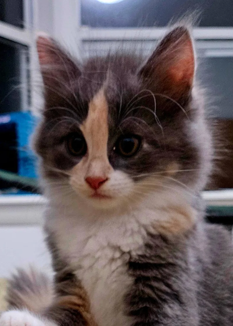 A baby medium-sized female Domestic Medium Hair cat named Carrot for adoption in Oviedo, FL