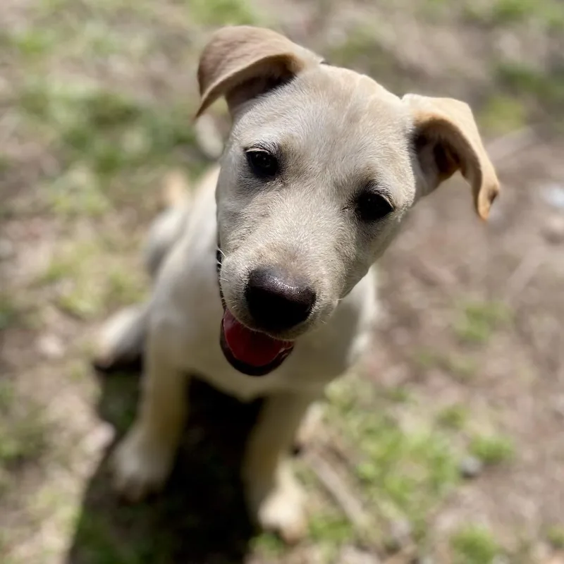 Sunflower thumbnail 2