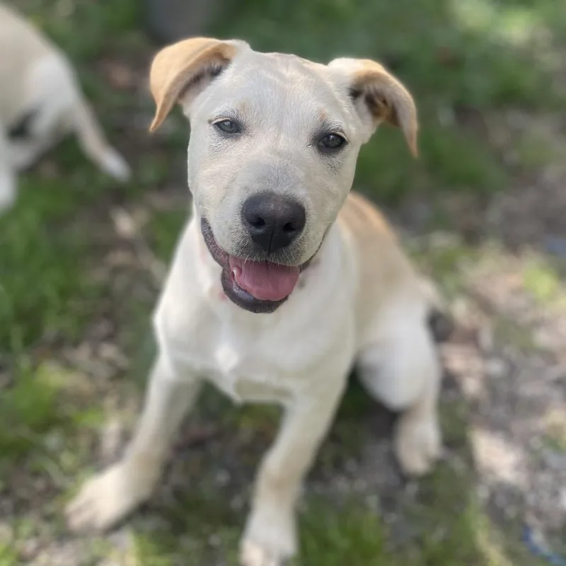 Sunflower thumbnail 3