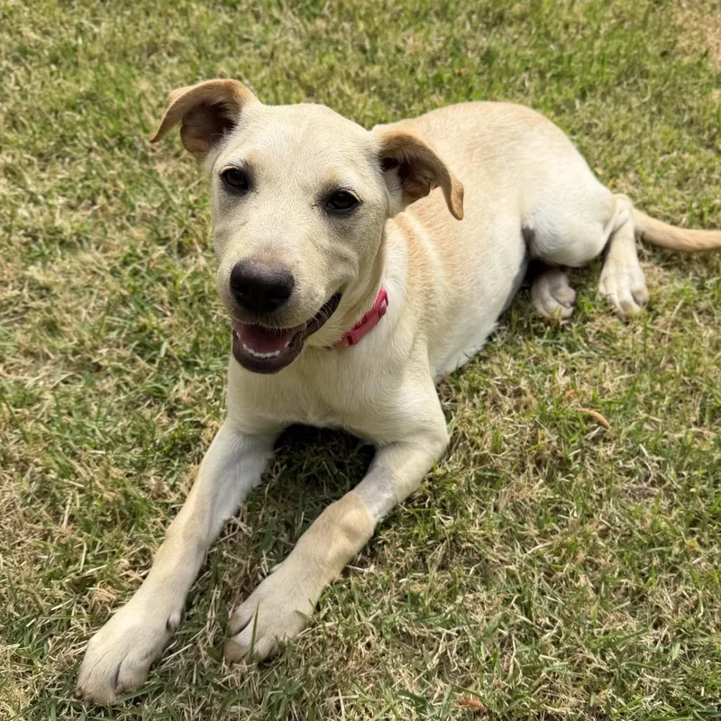 Sunflower thumbnail 4