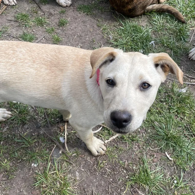 Sunflower thumbnail 5