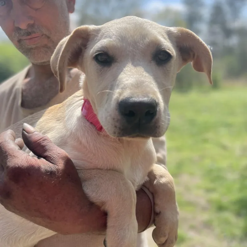 Sunflower thumbnail 6