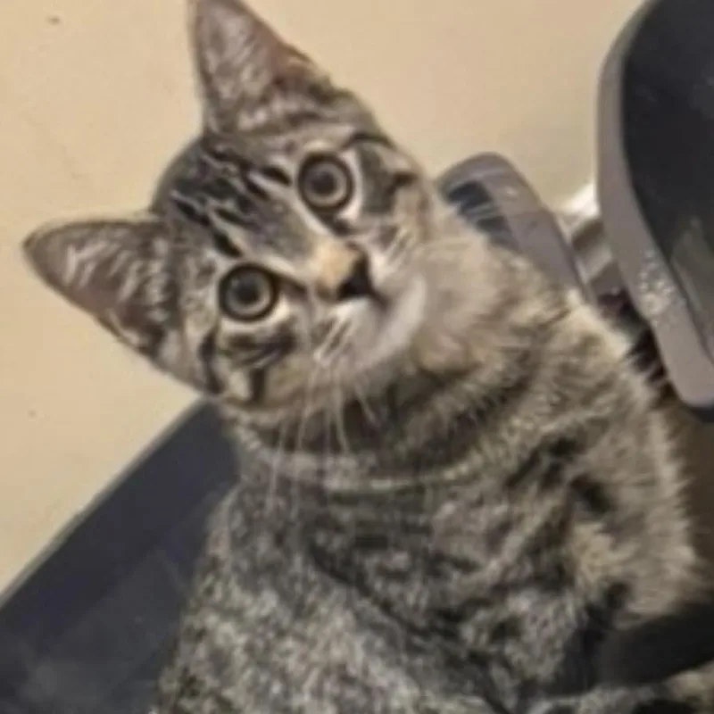A baby medium-sized male Gray / Blue / Silver Domestic Short Hair cat named Shy Cotter for adoption in Eagle Mountain, UT