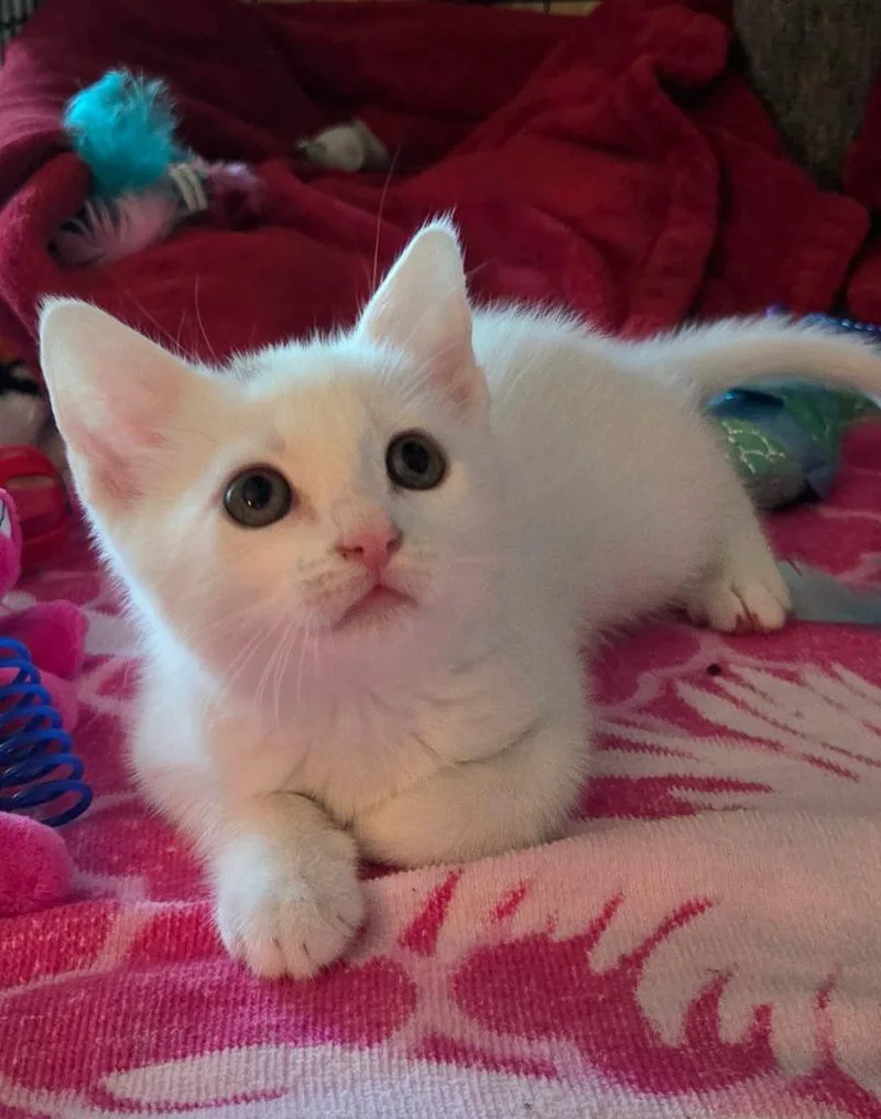 A baby small-sized female Domestic Short Hair cat named Aritzia for adoption in Ocala, FL