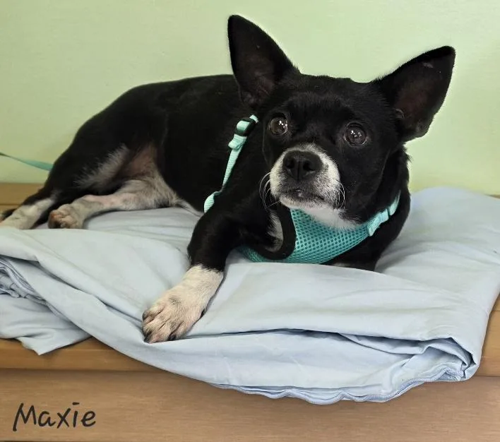 An adult small-sized female Chihuahua dog named Maxie for adoption in Key Largo, FL