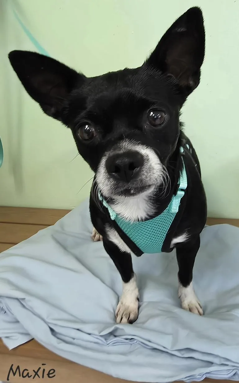 Maxie thumbnail 3