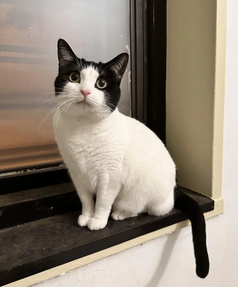 An adult medium-sized female White Domestic Short Hair cat named Dottie for adoption in New York, NY