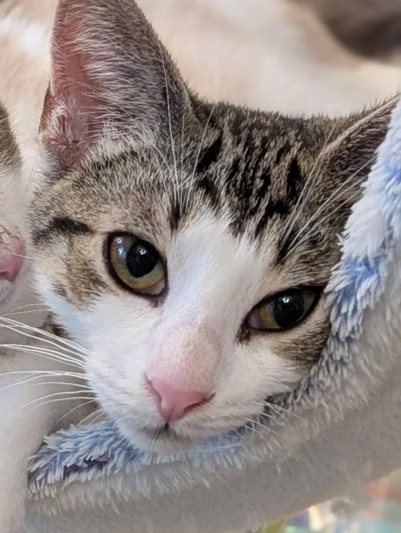 A baby medium-sized female Tabby (Brown / Chocolate) Domestic Short Hair cat named Honeycrisp for adoption in Johnsburg, IL