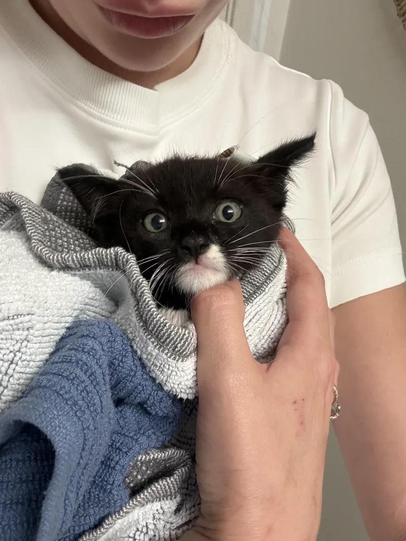A baby small-sized male Domestic Short Hair cat named Leo for adoption in Long Beach, CA