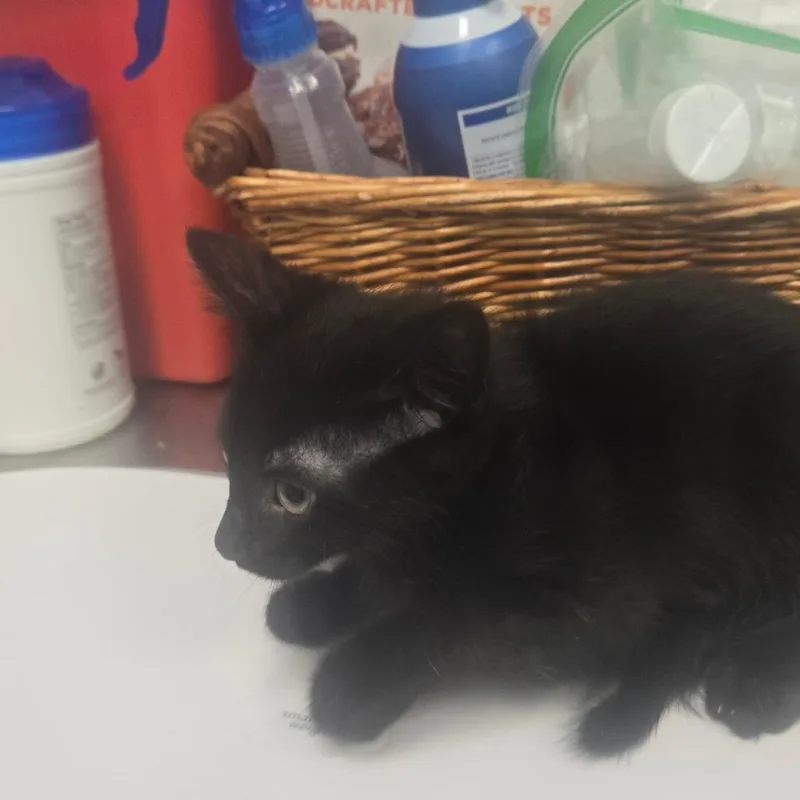 A baby small-sized male Black Domestic Short Hair cat named Pepper for adoption in Milton, FL