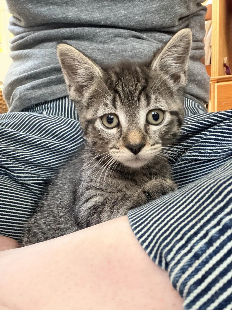 A baby medium-sized female Domestic Short Hair cat named Winky for adoption in Broomall, PA