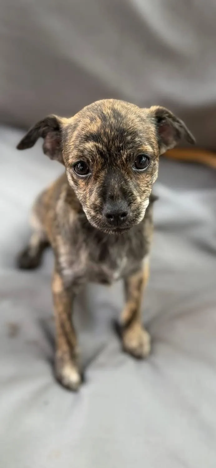A baby medium-sized female Terrier dog named Hazel for adoption in Royal Palm Beach, FL