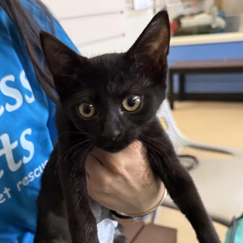 A baby small-sized female Black Domestic Short Hair cat named Onyx Chino Hills for adoption in Chino Hills, CA
