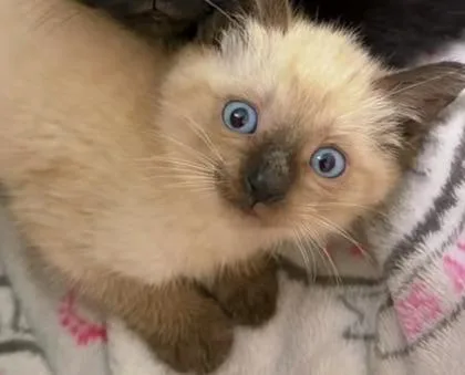An adult small-sized unknown Siamese cat named Haymitch for adoption in St. Anne, IL