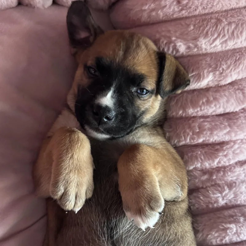 A baby medium-sized female Boxer dog named Shania Twain for adoption in Whittier, CA