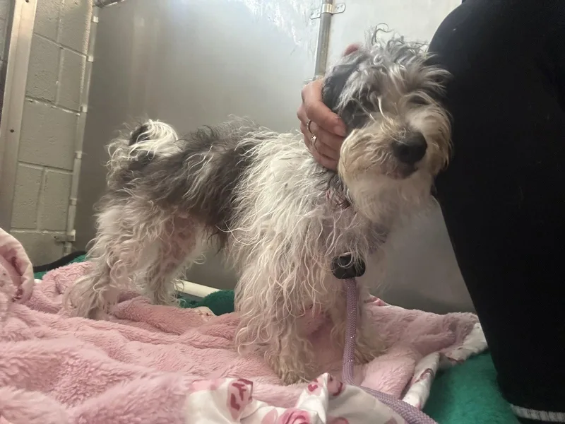An adult small-sized male Poodle dog named Rocky NJ for adoption in Rockaway, NJ