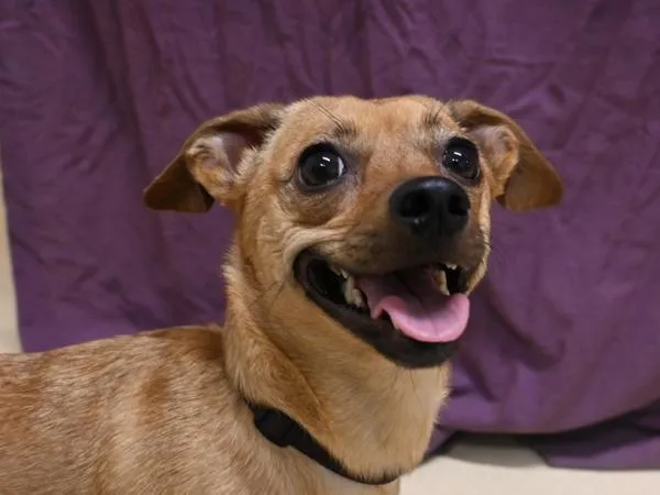 An adult small-sized female Chihuahua dog named Daisy Ann for adoption in Portland, OR