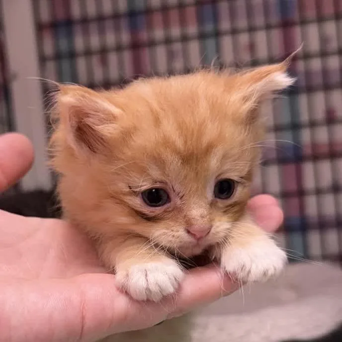 A baby small-sized male Orange / Red Domestic Short Hair cat named Steven for adoption in Norfolk, NE