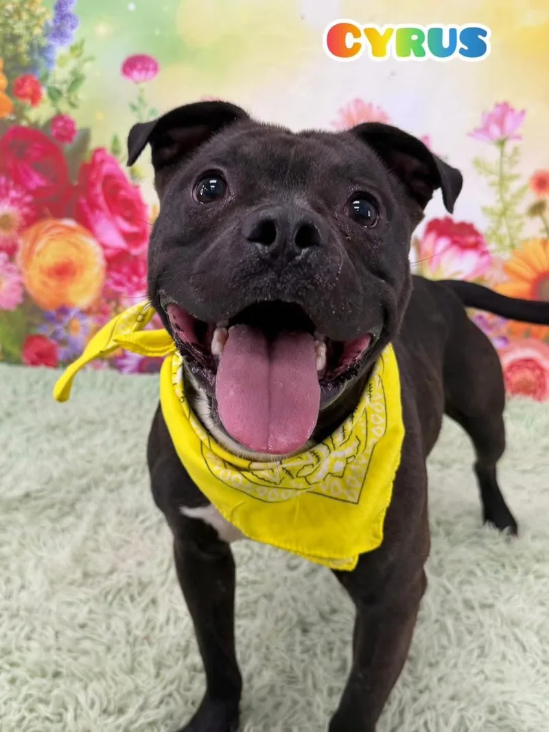 An adult medium-sized male Black Mixed Breed dog named Cyrus for adoption in Flint, MI