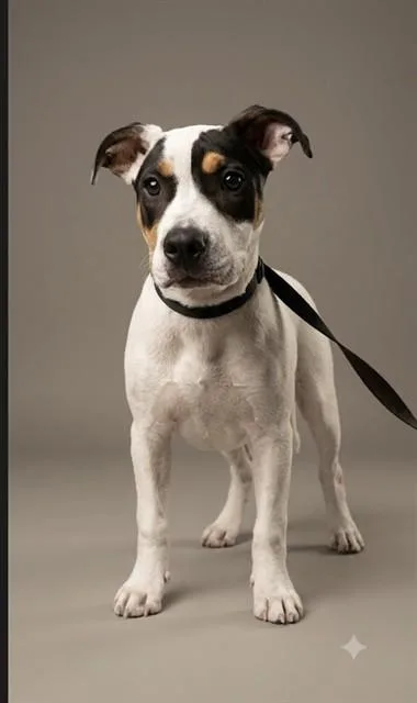 A young small-sized male Mixed Breed dog named Beef Wellington for adoption in Jacksonville, FL
