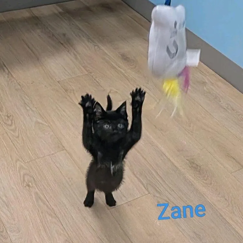 A baby medium-sized male Black Domestic Short Hair cat named Zane...warning Cuteness incoming for adoption in Murfreesboro, TN