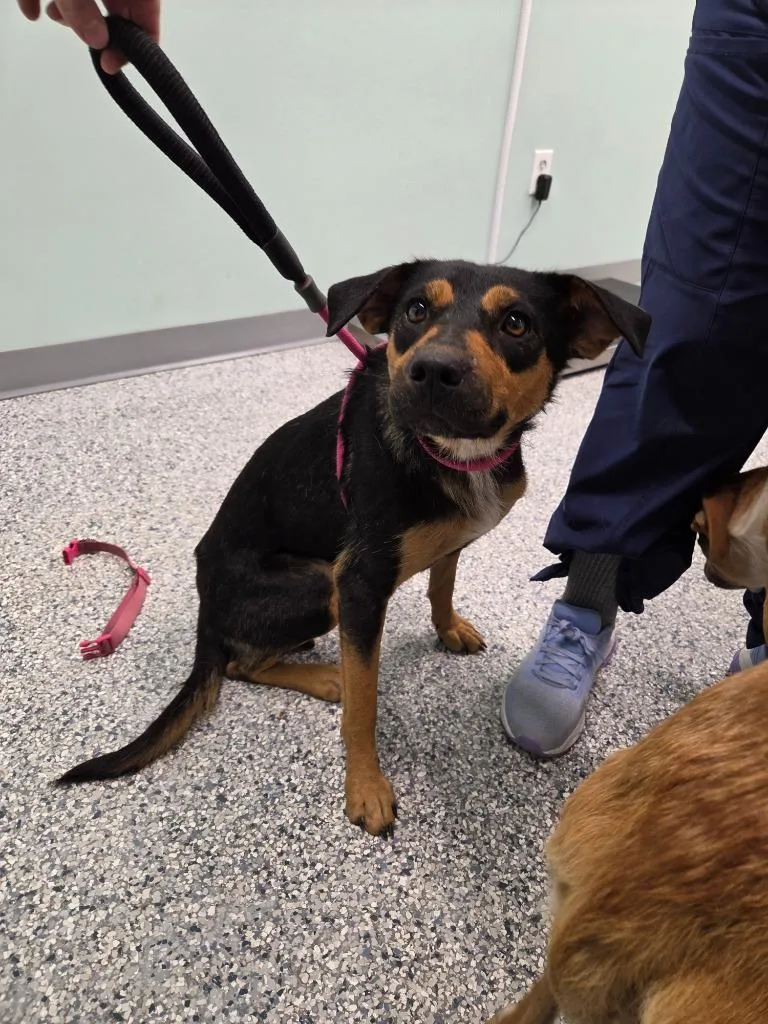 A young medium-sized female Terrier dog named Buntcake for adoption in Athens, TN