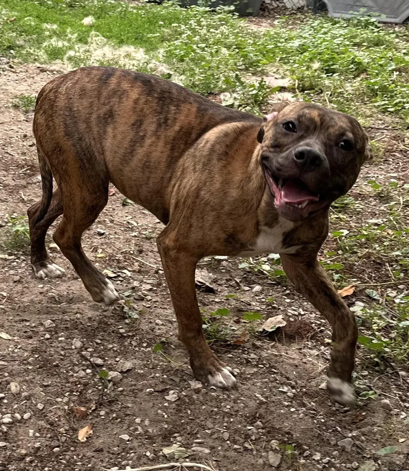 A young medium-sized female Brindle American Staffordshire Terrier dog named Jazzy for adoption in Kalkaska, MI