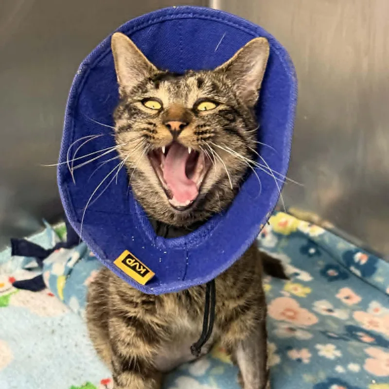 A young medium-sized male Tabby (Brown / Chocolate) Domestic Short Hair cat named PotRoast for adoption in Watertown, WI