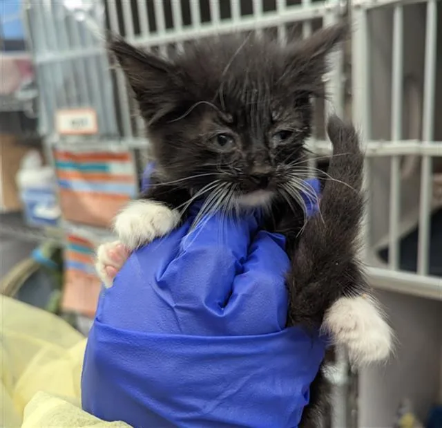A baby medium-sized male Domestic Short Hair cat named Alex for adoption in Dallas, TX