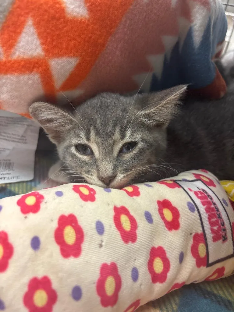 A baby small-sized male Domestic Short Hair cat named Indigo for adoption in Johnson City, TN