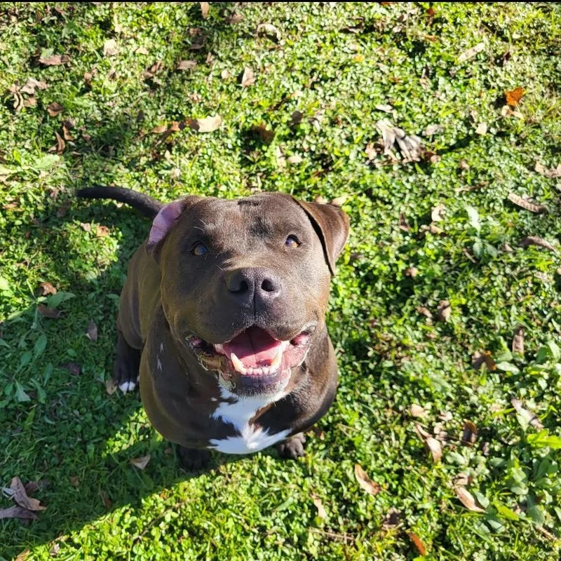 Hot Shot thumbnail 3