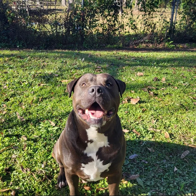 Hot Shot thumbnail 4