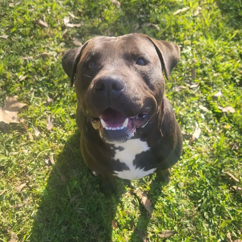 Hot Shot thumbnail 5