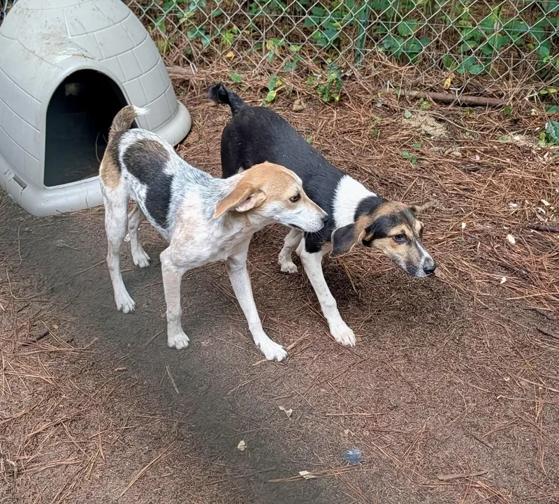 A young small-sized female Jack Russell Terrier dog named Trixie for adoption in Petersburg, VA