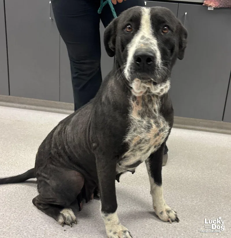 A young large-sized female Labrador Retriever dog named Pretty for adoption in Washington, DC
