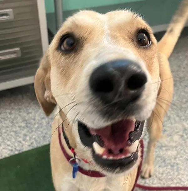 An adult medium-sized female Coonhound dog named Goldie for adoption in Golden, CO