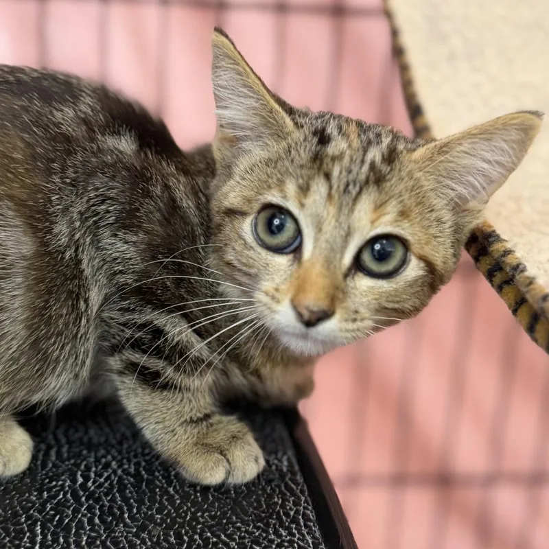 A baby small-sized female Domestic Short Hair cat named Fru Fru for adoption in Los Angeles, CA