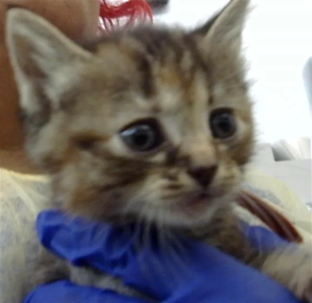 A baby medium-sized female Domestic Long Hair cat named Oyster for adoption in Dallas, TX