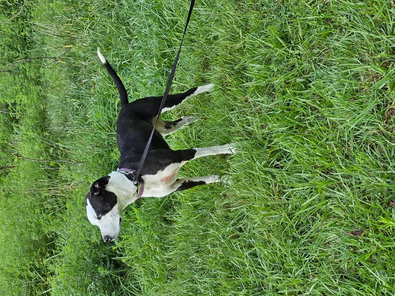 An adult medium-sized female Black Border Collie dog named Yang for adoption in Columbia, MO