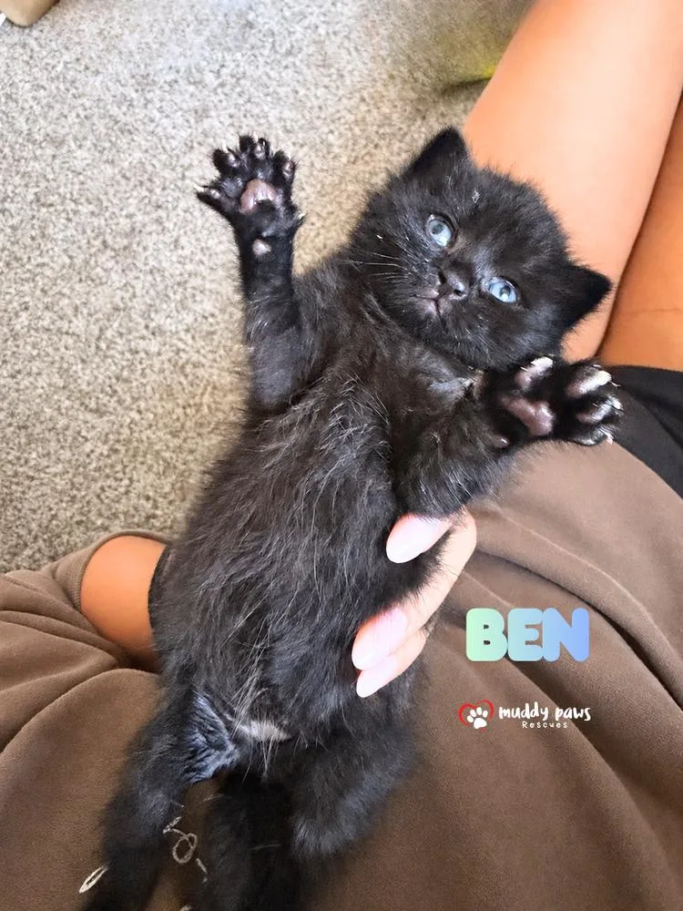 A baby small-sized male Black Domestic Medium Hair cat named Beanie Weenies:  Ben for adoption in Council Bluffs, IA