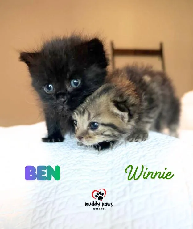 Beanie Weenies:  Ben thumbnail 3
